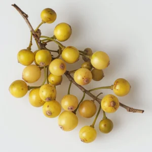 Botanical ingredient illustration