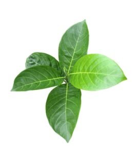 Green botanical leaves